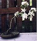 bonsai.jpg (14962 bytes)